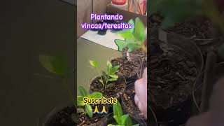 Trasplantando vincas shortsyoutube plants plantlover vincaplant vincaflower [upl. by Retsek]