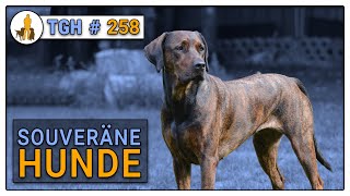 Souveräne Hunde  Was zeichnet einen sicheren Hund aus Wie wird mein Hund sicherer  TGH 258 [upl. by Mairem]