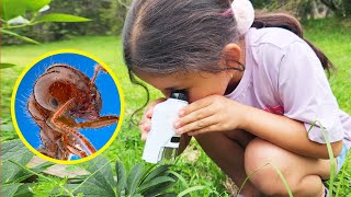 Exploring the Tiny World of Bugs with a Pocket Microscope – Fun for Kids From Aussie Valley [upl. by Atlas]