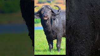 funny video of buffalo funny comedy cow funnycow Shorts [upl. by Shepp]