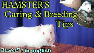 Hamsters breeding Tips amp Basic Carein telugu amp English [upl. by Ber963]