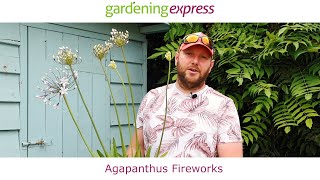 Plant Profile  Agapanthus Fireworks [upl. by Nnaul530]