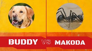 buddy vs makoda buddy makode se dar gya🤣🤭 [upl. by Ameehsat]