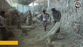 Kenaf Jute Fiber Harvesting to Processing [upl. by Hsivat]