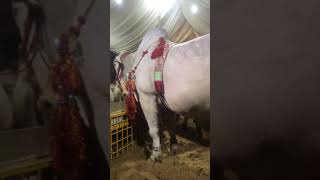 Sibi mela winner biggest cow pakistan [upl. by Akirdnuhs233]