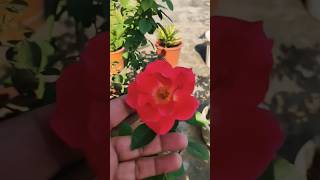 Rose Flower  Rose blooming of my garden rose satisfying shorts [upl. by Arutak807]