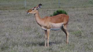 Impala chewing the cud [upl. by Bissell]