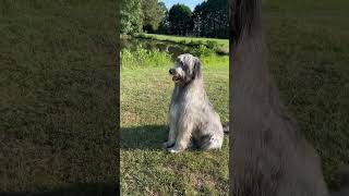 Wolfhound 💞 irishwolfhound [upl. by Tricia]