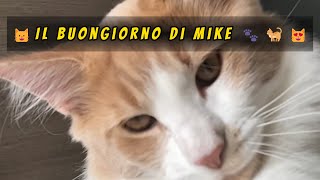 😺Il buongiorno di Mike 🐾🐈😻mainecoon mainecooncat mainecoonkitten mainecoonlife shorts [upl. by Aicssej]