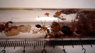 Camponotus consobrinus  Test tube view [upl. by Schweitzer]