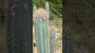 Pilosocereus aff flexibilispinus quotSitio Grande Bahiaquot CS140 at Flowering Maturity [upl. by Burny]