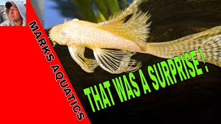 HOW TO BREED LONGFIN ALBINO BRISTLENOSE PLECOS [upl. by Zannini682]