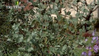 Comment planter un eucalyptus gunnii au jardin   Truffaut [upl. by Assetniuq547]