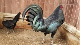 Black Mug Gamefowl Gallos Finos [upl. by Fredel]