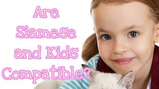 Are Siamese and Kids Compatible Find Out The Best Cat Breeds For Children siameseforkids [upl. by Reisinger]