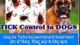 Ticks Control In Dog डोग के Ticks जुएं चिचड़ जड़ से खत्म dog pets doglover hairfall 9458574160 [upl. by Ahsiniuq]