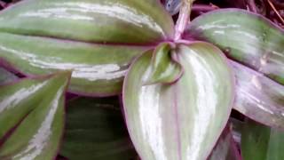 Tradescantia zebrina  Wandering Jew or Spiderwort plant [upl. by Gnek]