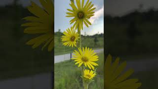 Silphium laciniatum [upl. by Skiest193]