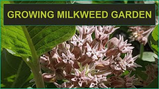 Milkweed why should you grow it and what you need to know about growing [upl. by Mobley]