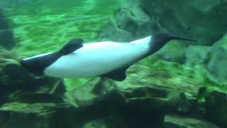 Commersons Dolphin Dynamic Habitat  Aquatica Orlando 11221 [upl. by Aratahc]