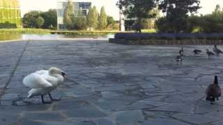 fight swan vs canada goose leader [upl. by Elleuqar]