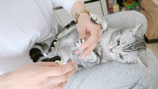 Trimming my Cats Claws [upl. by Nylirej637]