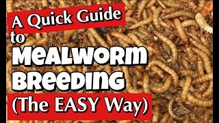 Mealworms A Quick Guide to Breeding the Easy Way [upl. by Beall]