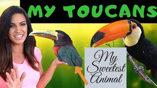 MY PET TOUCANS My Ivory Billed Aracari and Toco Toucan [upl. by Krahling]