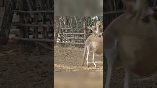 Kakuro Training For Its Boxing wildanimals wildlife animals [upl. by Ennairod]