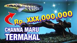 BELI IKAN CHANNA MARU BORNEO JUMBO amp TERMAHAL UNTUK KONTES DI JOGJA [upl. by Bridgid]