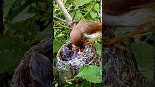 Yellow eyed babbler bird three babies P 3 shorts [upl. by Theobald350]