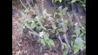 Grafting a Rambutan Tree [upl. by Piper]