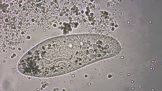 Paramecium under the microscope [upl. by Neersan882]