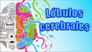 LÓBULOS cerebrales y TODAS sus partes ¿Qué nos ocurre si se dañan [upl. by Aicerg]