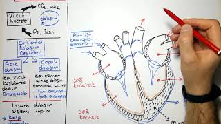 Dolaşım kalbin yapısı [upl. by Aivul]