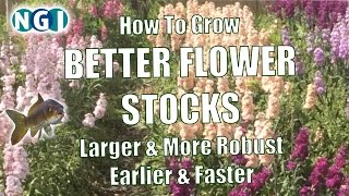 How to Grow BETTER FLOWER STOCKS Faster amp More Robust [upl. by Rann1]