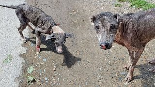 No more pain for mom and pup suffering from lifethreatening mange [upl. by Akierdna980]