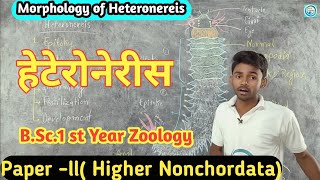 Morphology of Heteronereis  BSc1st year Zoology Paper2 byPrahalad Sir [upl. by Asaph115]