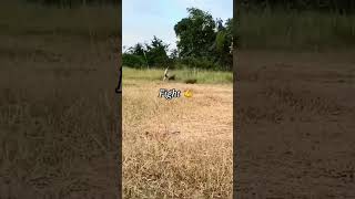 Hen vs chiil fight viralshortvideo viralsviralshorts2024nature viralshortxxxtentacionhope [upl. by Gujral]