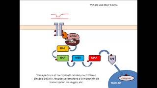 Cascada de señalización de la Insulina [upl. by Peper434]