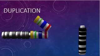 CHROMOSOMAL STRUCTURE DELETIONS DUPLICATIONS TRANSLOCATIONS INVERSIONS [upl. by Hachman]