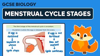 Stages of the Menstrual Cycle  GCSE Biology [upl. by Ffej]