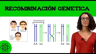 Meiosis 1 🧬 Qué es la recombinación genética [upl. by Nedyaj]