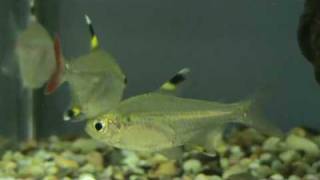 X ray tetra at Tyne Valley Aquatics near Newcastle [upl. by Diena243]