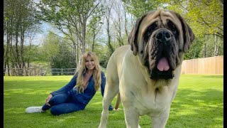 THE ENGLISH MASTIFF  THE WORLD’S HEAVIEST DOG [upl. by Obelia39]