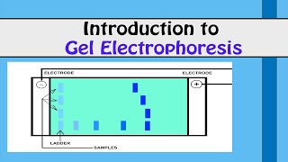 INTRODUCTION TO GEL ELECTROPHORESIS I Biotechnology [upl. by Aldo628]