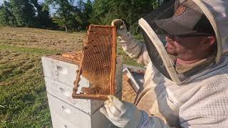 How To Move A Honey Bee Swarm Into A New Hive [upl. by Enirahtac]