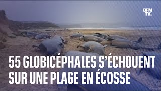 55 globicéphales s’échouent sur une plage en Écosse [upl. by Ruff]