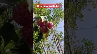 Dombeya wallichii plants FloweringPlants FloralShorts GardenShorts FlowerPower BloomingBeauty [upl. by Ennazor]