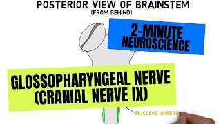 2Minute Neuroscience Glossopharyngeal Nerve Cranial Nerve IX [upl. by Rifkin]